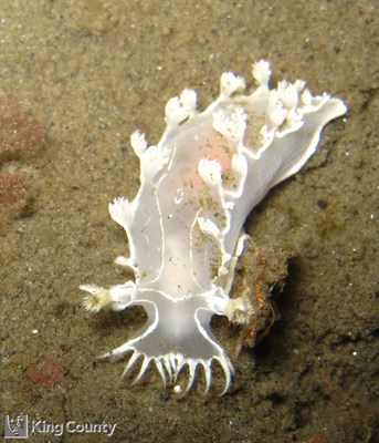 Photo of Tritonia festiva